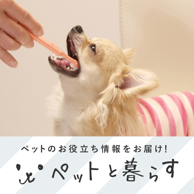 ペットと暮らす　Vol.3　わんちゃんのお口ケア
