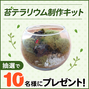 【50ポイント消費】苔テラリウム制作キットを抽選で10名様にプレゼント！