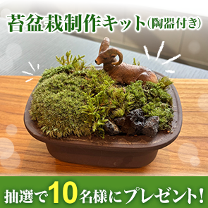 【50ポイント消費】苔盆栽制作キット（陶器付き）を抽選で10名様にプレゼント！